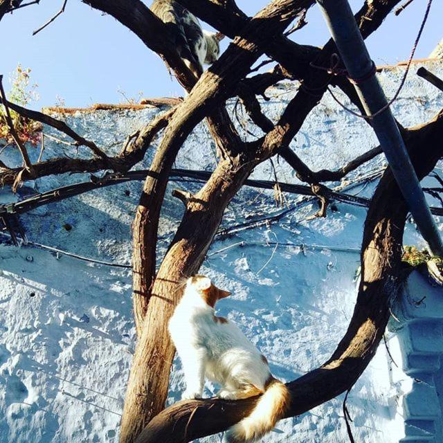 Casa Plasa Grande Chefchaouen Ngoại thất bức ảnh